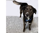 Swift, Retriever (unknown Type) For Adoption In Voorhees, New Jersey