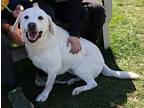 Millie, Retriever (unknown Type) For Adoption In Larchmont, New York