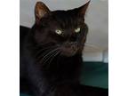 Midnight, Domestic Shorthair For Adoption In Fort Myers, Florida