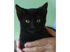 Leather, Domestic Shorthair For Adoption In Fort Myers, Florida