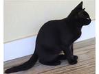 Charcoal, Domestic Shorthair For Adoption In Fort Myers, Florida