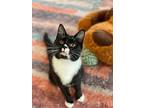 Madison, Domestic Shorthair For Adoption In Crossville, Tennessee