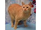 Cupid, Domestic Shorthair For Adoption In Huntley, Illinois