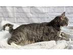 Oakley, Domestic Shorthair For Adoption In Devon, Pennsylvania