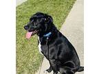 Duke, Labrador Retriever For Adoption In Hockessin, Delaware