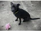 Sam, American Pit Bull Terrier For Adoption In San Antonio, Texas