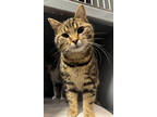 Timmy Dandy, Domestic Shorthair For Adoption In Edmonton, Alberta