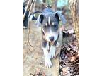 Ella (available 3/30/24), Rat Terrier For Adoption In Irwin, Pennsylvania