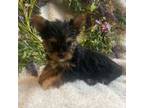 AKC teacup Daisy