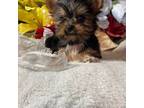 Yorkshire Terrier Puppy for sale in Elgin, SC, USA