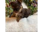 Yorkshire Terrier Puppy for sale in Elgin, SC, USA