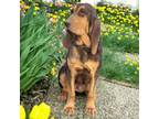 Bloodhound Puppy for sale in Inman, NE, USA