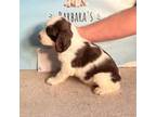 English Springer Spaniel Puppy for sale in Calhoun, GA, USA