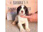 English Springer Spaniel Puppy for sale in Calhoun, GA, USA