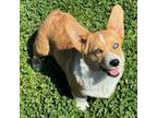 Cardigan Welsh Corgi Puppy for sale in Pittsburg, KS, USA