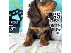 Dachshund Puppy for sale in Arapahoe, CO, USA