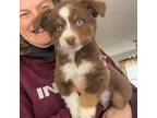 Miniature Australian Shepherd Puppy for sale in Sacramento, CA, USA