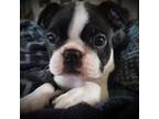 Boston Terrier Puppy for sale in Alvarado, TX, USA