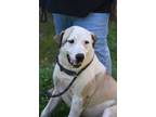 Adopt Savannah a American Staffordshire Terrier, Great Pyrenees