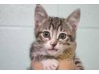 Adopt Bootsie (Tootsie) a Tabby, Domestic Short Hair