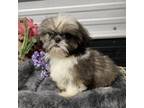 Shih Tzu Puppy for sale in Elgin, SC, USA