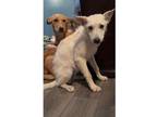 Adopt Nova and Star a Husky, Labrador Retriever