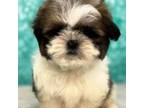 Apollo The Shihtzu