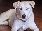 Adopt Annie Mae Husky mix California a Husky, Retriever