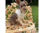 Schnauzer (Miniature) Puppy for sale in Niangua, MO, USA