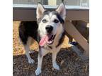 Adopt Kylie a Siberian Husky