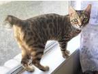 Adopt Barbie a Bengal