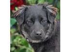 Adopt *Blossom von Berkoth a German Shepherd Dog
