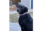 Adopt Valerie a Labrador Retriever