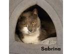 Adopt Sabrina a Domestic Short Hair