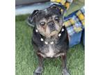 Adopt Daisy 2 a Pug