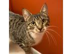 Adopt La India a Domestic Short Hair