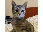 Adopt Ursa a Domestic Short Hair