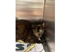 Adopt Tatum and Teegan a Tortoiseshell