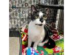 Adopt Cher a Tuxedo