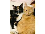 Adopt GARNET and TRES **Adoption Pending** a Tortoiseshell, Domestic Short Hair