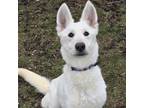 Adopt Pretty a White German Shepherd, Siberian Husky