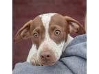 Adopt Viviana a Beagle, Jack Russell Terrier