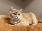 Adopt Frankie (Lewis Center, OH) a Domestic Short Hair