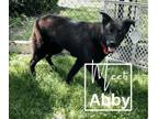 Adopt Abby a Shepherd
