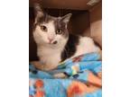 Adopt Patches O'Houlihan a Domestic Short Hair