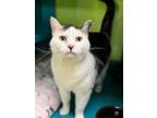 Adopt Ellie a Domestic Short Hair