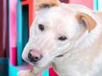 Adopt Macy a Labrador Retriever