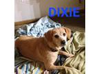 Adopt DIXIE a Beagle, Labrador Retriever