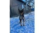 Adopt Charlie a Australian Cattle Dog / Blue Heeler