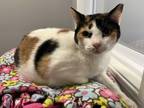 Adopt Calista a Domestic Short Hair, Calico